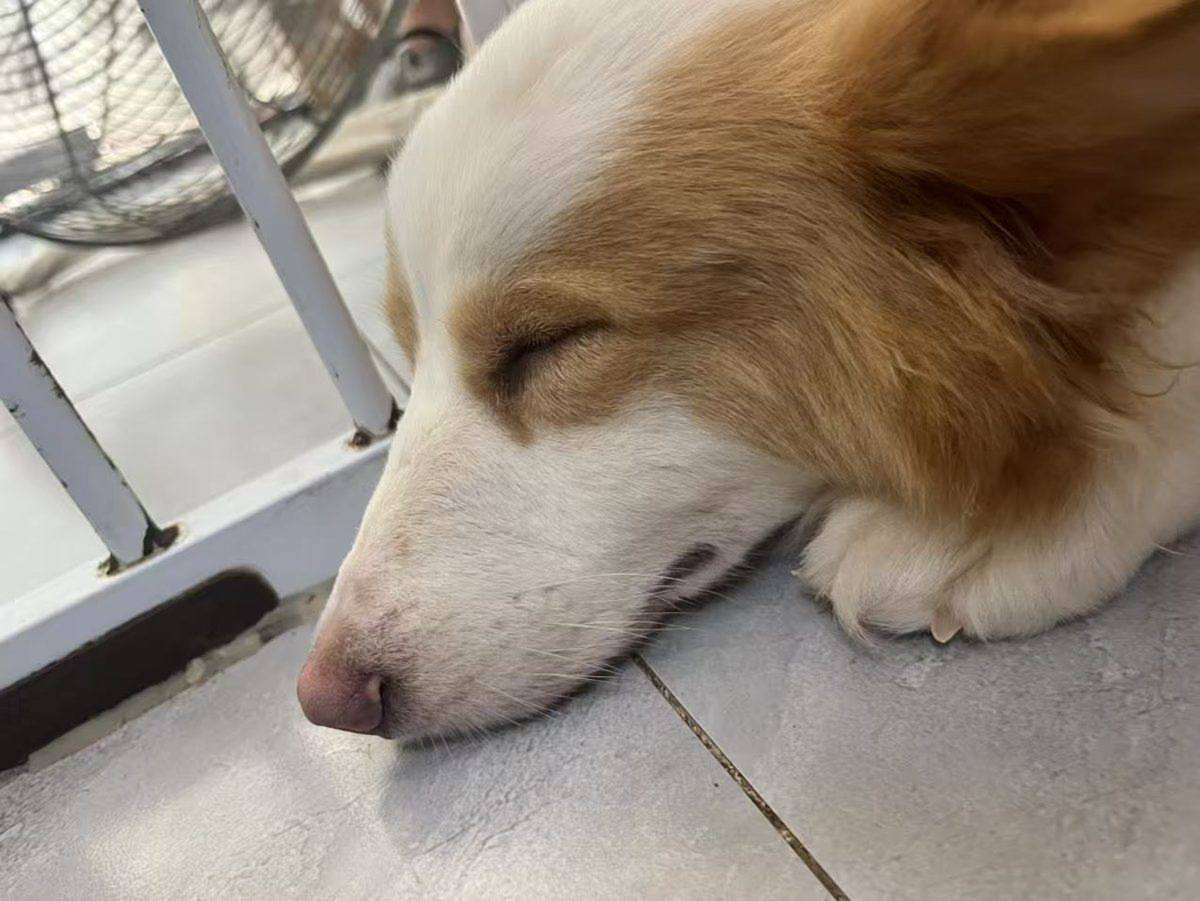 作品：睡犬